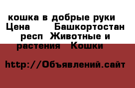 кошка в добрые руки › Цена ­ 1 - Башкортостан респ. Животные и растения » Кошки   
